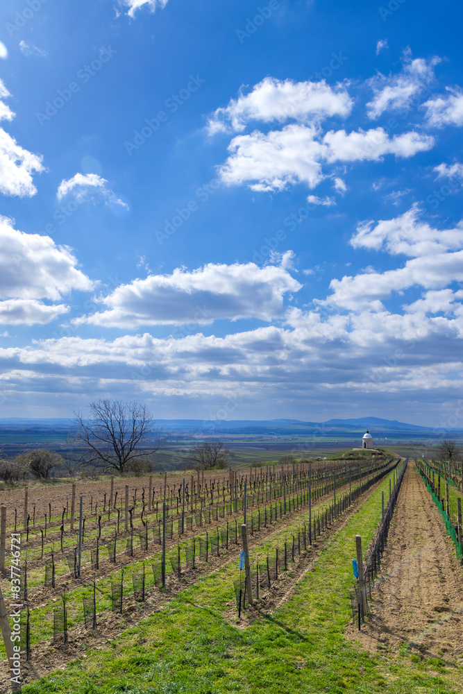 Vineyard near Velke Bilovice, Southern Moravia, Czech Republic Vineyard near Velke Bilovice, Southern Moravia, Czech Republic