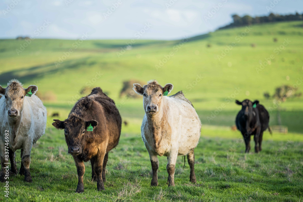 Obraz premium Stud beef cows in a field on a farm in England. English cattle in a meadow grazing on pasture in springtime. Green grass growing in a paddock on a sustainable agricultural ranch.