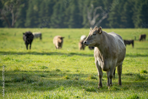Stud beef cows in a field on a farm in England. English cattle in a meadow grazing on pasture in springtime. Green grass growing in a paddock on a sustainable agricultural ranch.