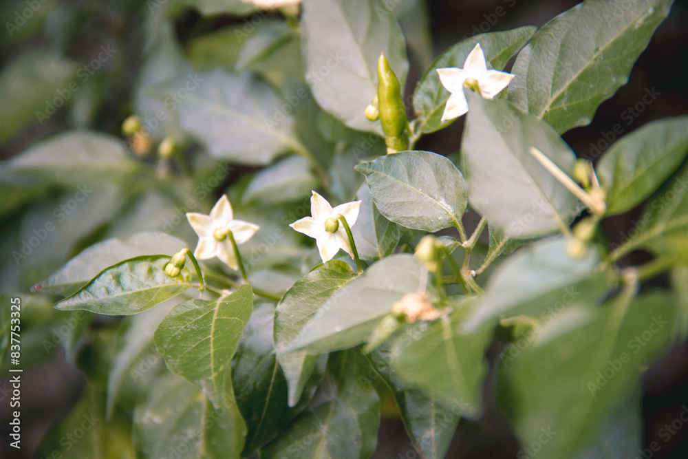 Flowers of the cayenne pepper plant. Flowers of the cayenne pepper plant.