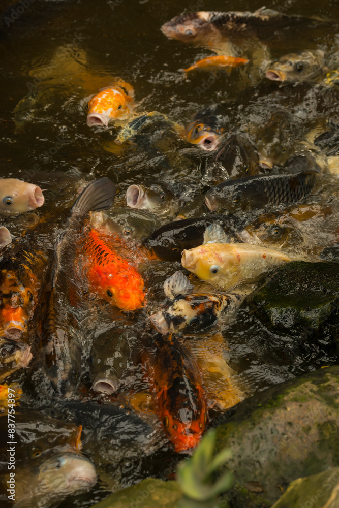 School of fish with facial-like patterns underwater School of fish with facial-like patterns underwater