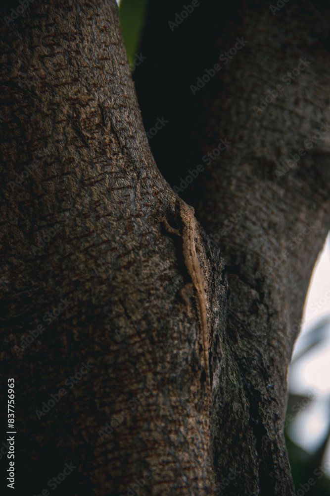 Obraz premium A lizard camouflaged on a tree trunk.