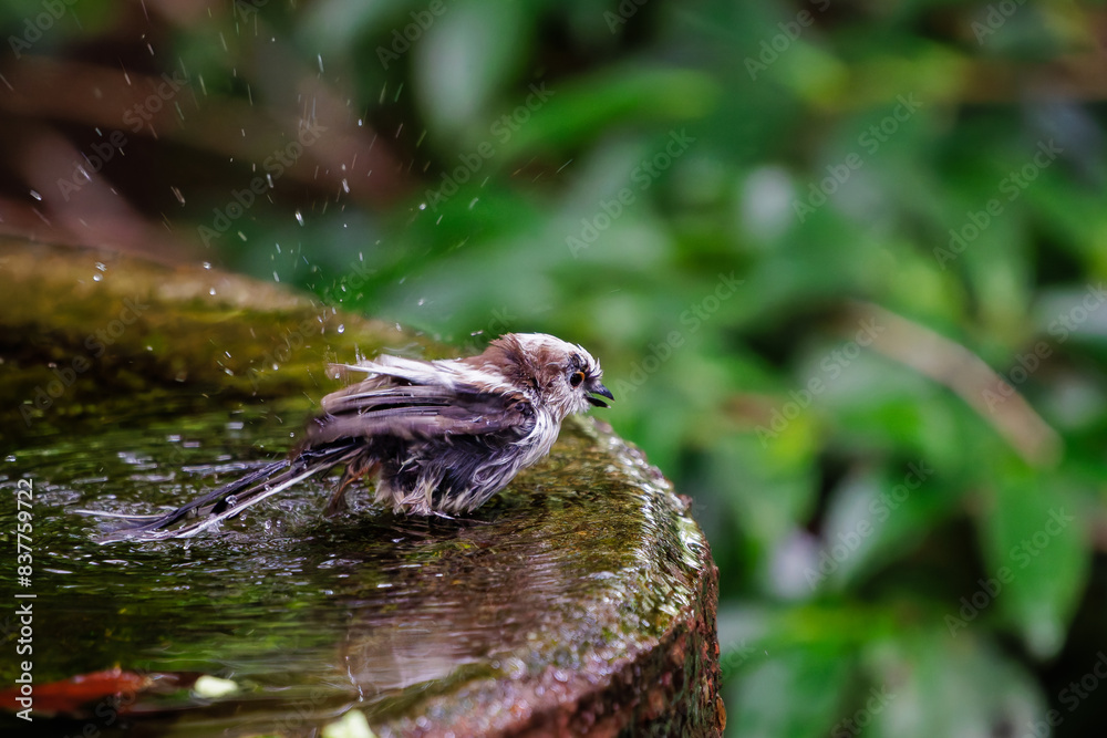 Fototapeta premium 泉で水浴びをする可愛いエナガ（エナガ科）の幼鳥の群れ。日本国神奈川県秦野市、弘法山公園、権現山バードサンクチュアリにて。 2022年7月撮影。A flock of lovely juvenile long-tailed tit (Aegithalos caudatus) bathing in a spring. 