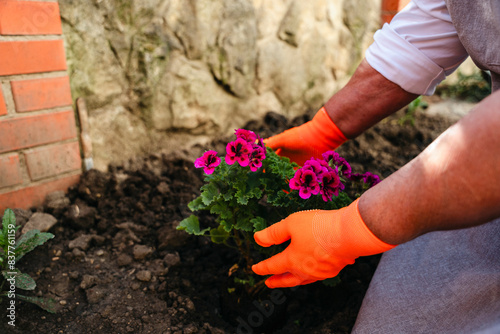 Woman's hands plant flowers in back yard photo