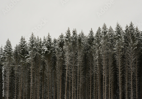 Germany, North Rhine Westphalia, Winterberg, Edge of coniferous forest in Sauerland area photo