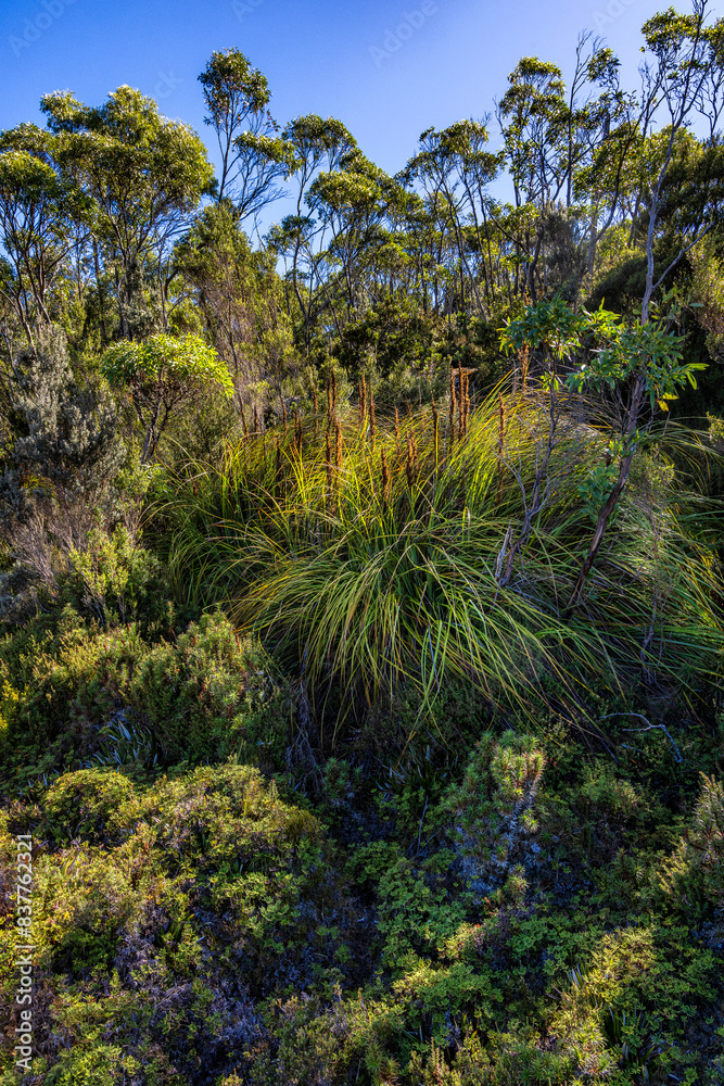 On the trail to Arve Falls, Hartz Mountain National Park, Tasmania, Australia On the trail to Arve Falls, Hartz Mountain National Park, Tasmania, Australia