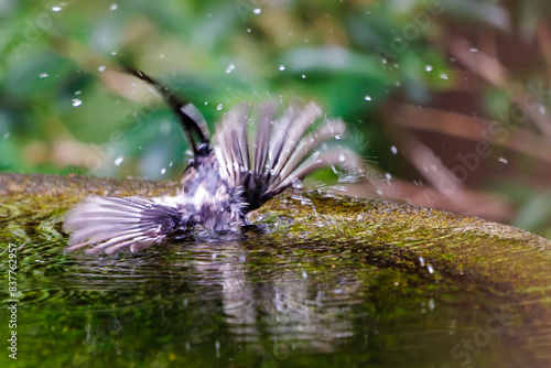                                                                                                                                                                                        2022   7              A flock of lovely juvenile long-tailed tit  Aegithalos caudatus  bathing in a spring. 