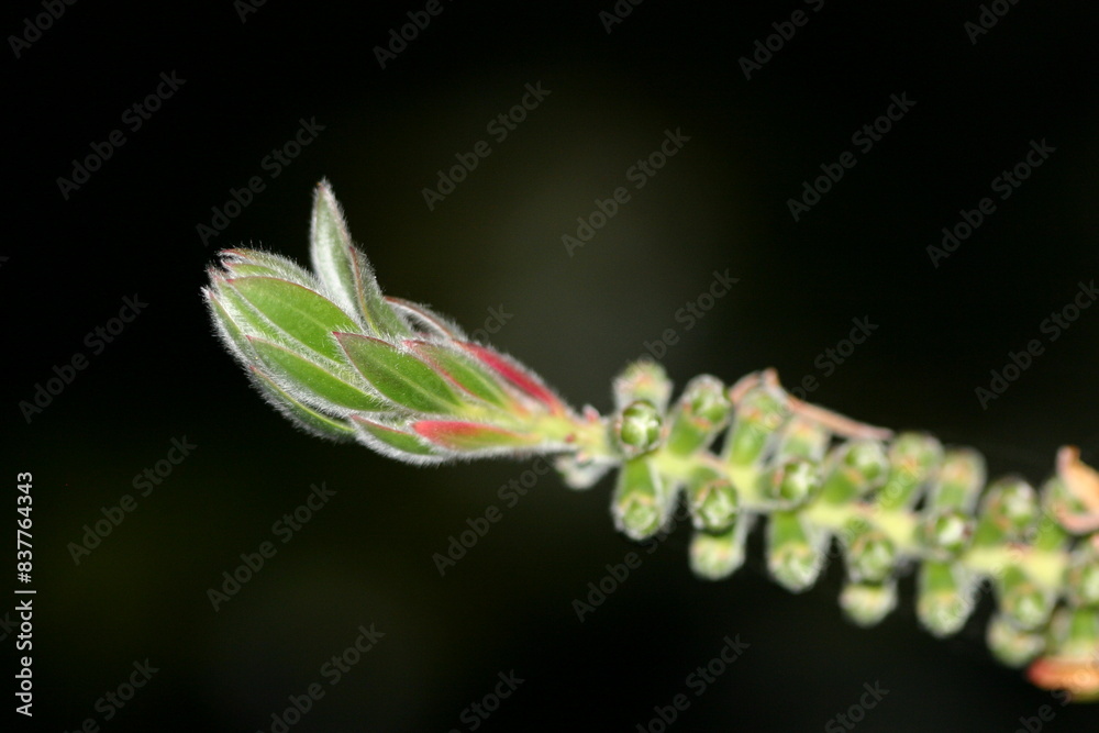 Germoglio - Macro Germoglio - Macro