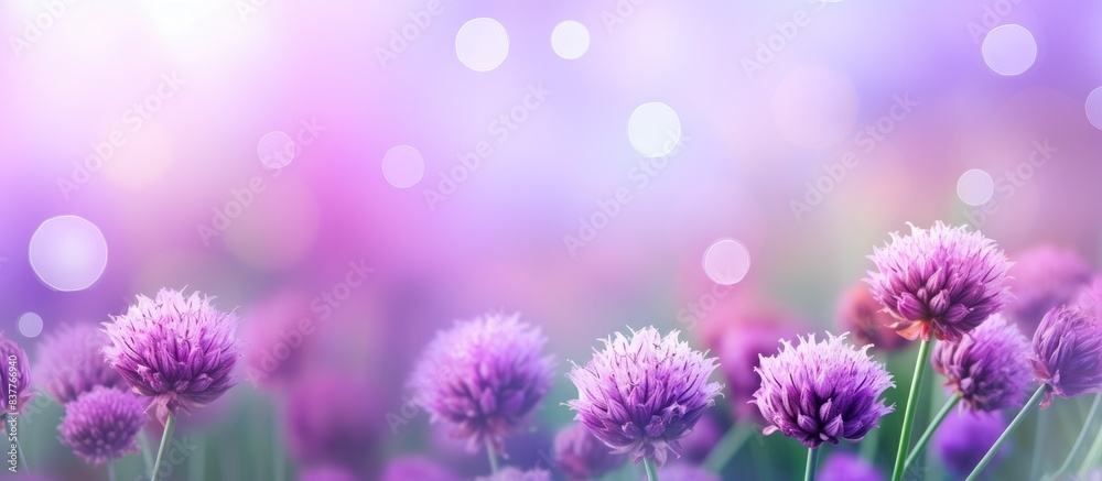 Chive herb flowers against an elegant bokeh background with copy space image. Chive herb flowers against an elegant bokeh background with copy space image.