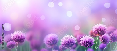 Chive herb flowers against an elegant bokeh background with copy space image.