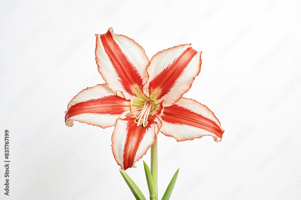 Red and White Amaryllis Flower Isolated on White Background Red and White Amaryllis Flower Isolated on White Background