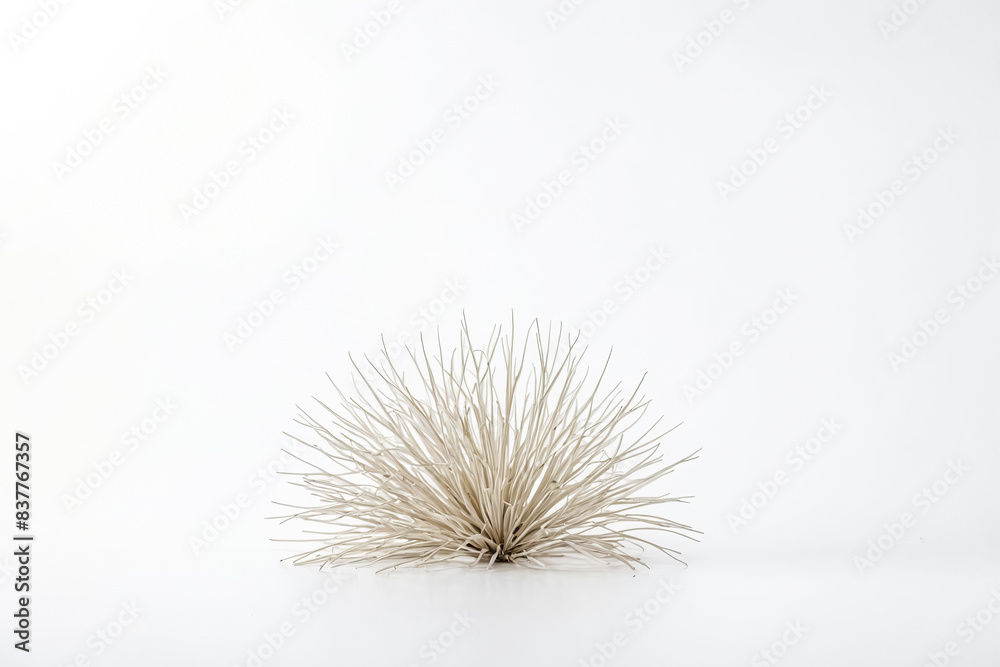 White Bush on a White Background White Bush on a White Background