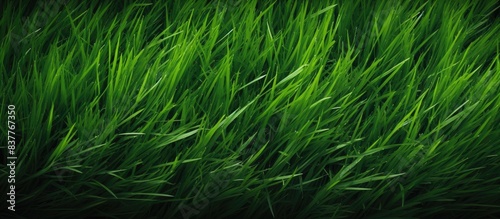 Template with grass texture background for copy space image.
