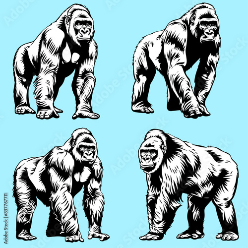 Charming Standing Gorilla - Detailed Vector Art for Graphic Design, Education, and Nature Themes photo