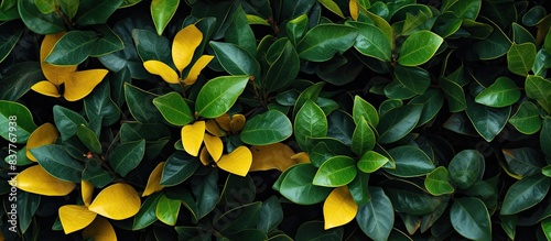 An image showing a detailed view of a bush with leaves split between green and yellow colors, providing a striking contrast in colors, with copy space image. photo