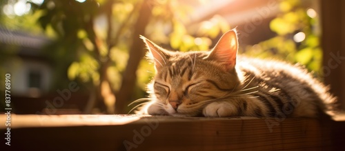 A young brown tabby cat peacefully dozes in the warmth of the sun, providing a picturesque life of pets  in the image with copy space. photo