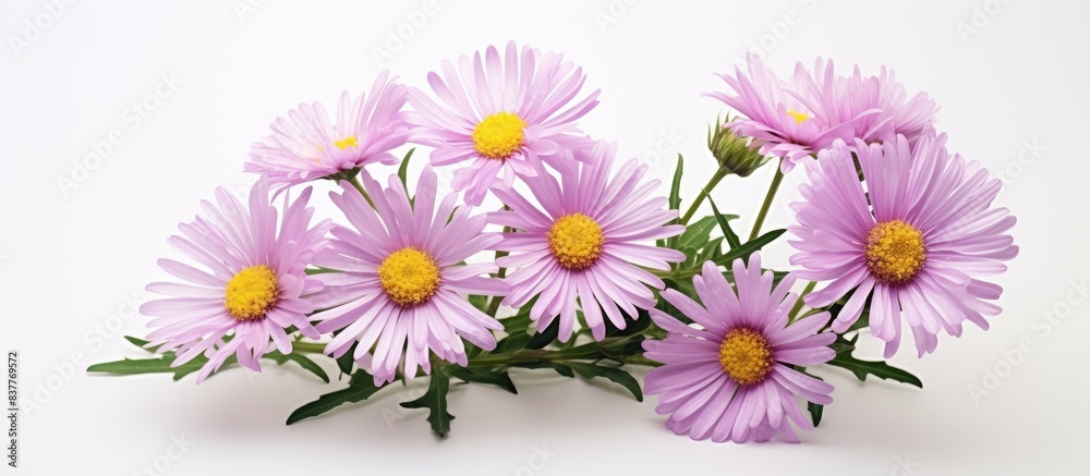 Fototapeta premium Alpine aster flower on white background with copy space image.