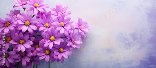 Pericallis senetti flowers elegantly displayed on the wall with a copy space image.