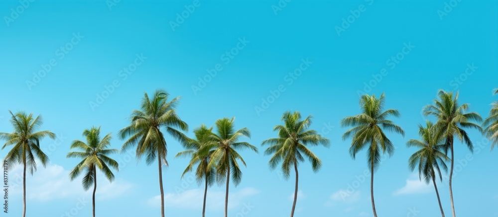 Various small coconut trees, some with young coconuts, with the possibility of a copy space image.