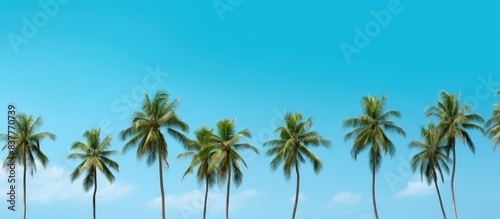 Various small coconut trees  some with young coconuts  with the possibility of a copy space image.