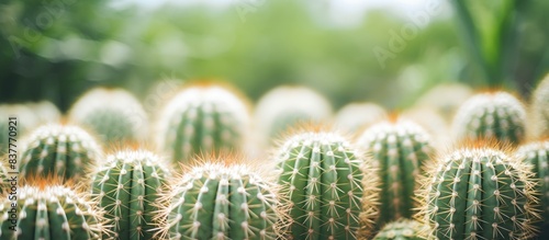 Close up text ure of Cactus in Botanic Garden. photo