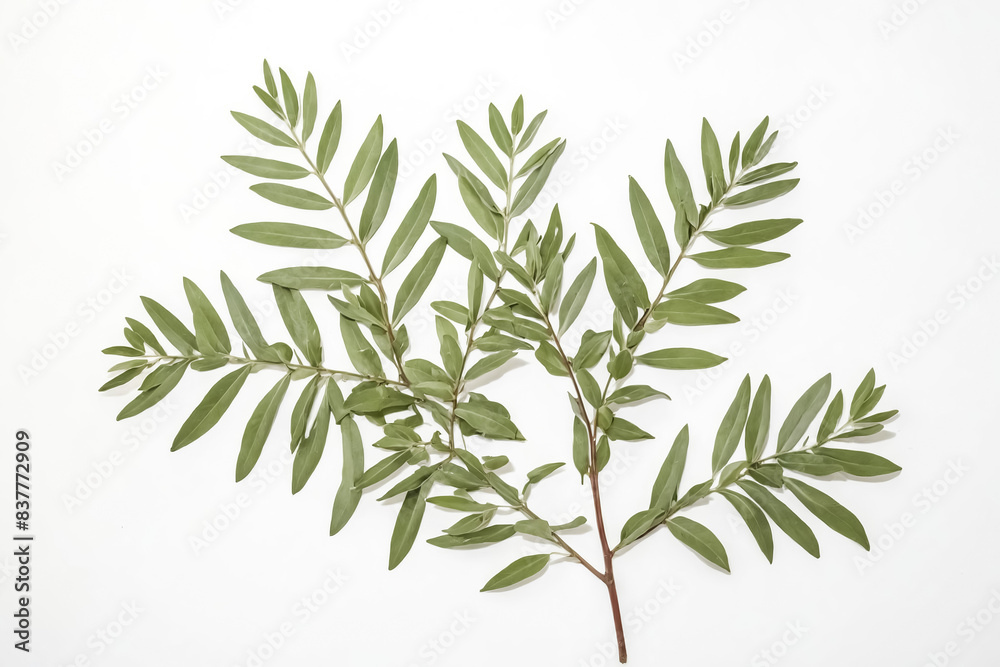 Fototapeta premium Green Leaves on a White Background