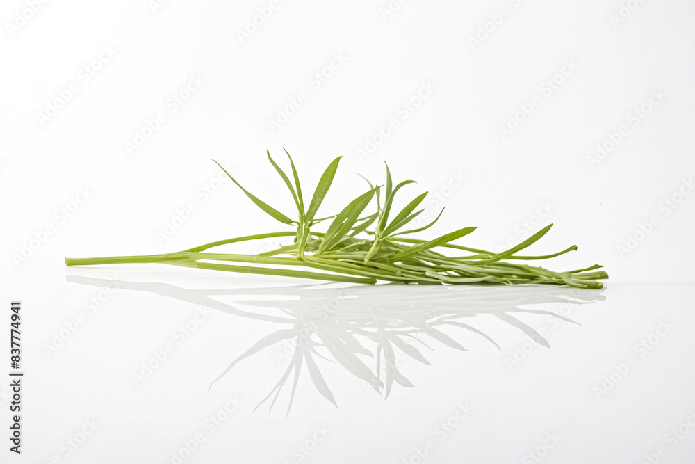 Fototapeta premium Fresh Green Sprig with Reflection on White Background
