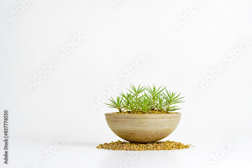 Small Green Plant in a Brown Pot