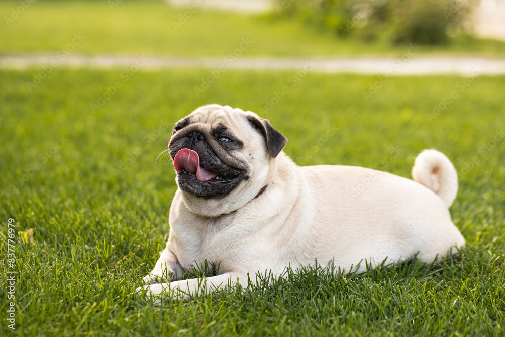 Cute pug suffers from thirst and heat. The dog lies on the street with his tongue hanging out 