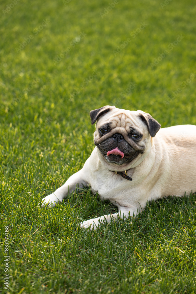 Cute pug suffers from thirst and heat. The dog lies on the street with his tongue hanging out Cute pug suffers from thirst and heat. The dog lies on the street with his tongue hanging out