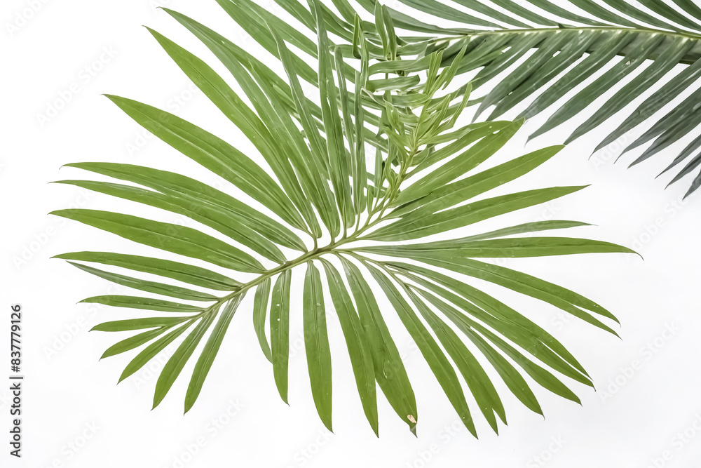 Green Palm Leaf on White Background Green Palm Leaf on White Background