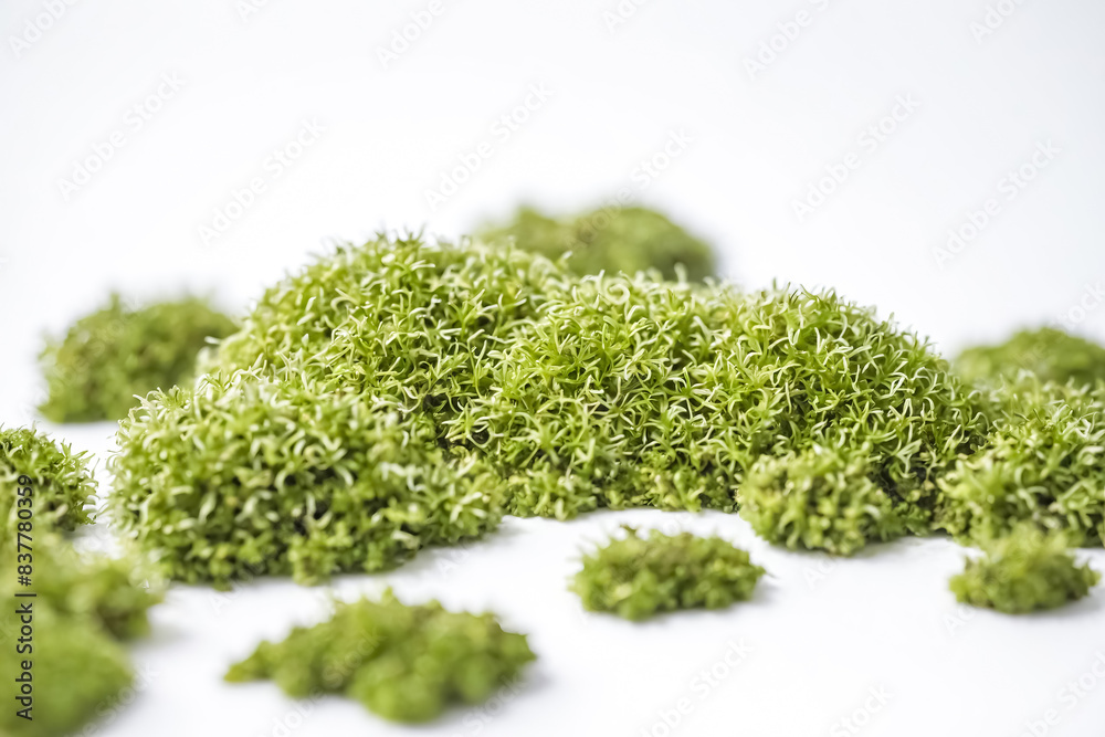 Closeup of Green Moss on White Background Closeup of Green Moss on White Background