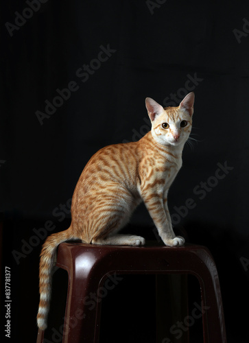 Portrait of beautiful cat sitting in black background