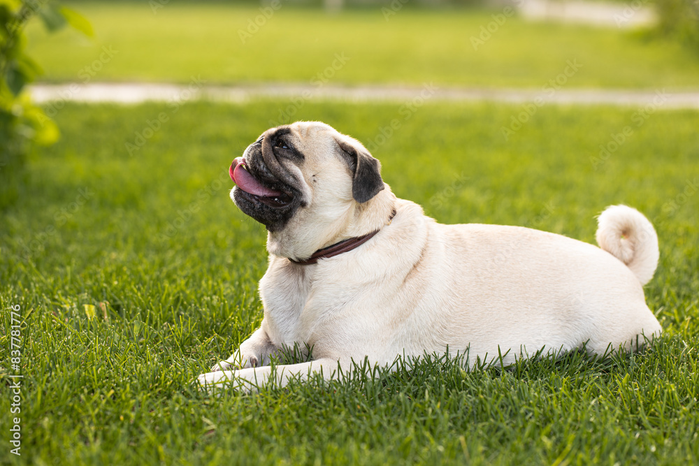 Cute pug suffers from thirst and heat. The dog lies on the street with his tongue hanging out Cute pug suffers from thirst and heat. The dog lies on the street with his tongue hanging out