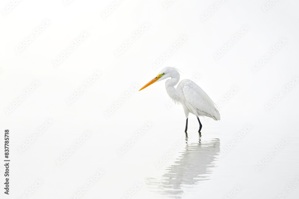 Great Egret Standing in Shallow Water Great Egret Standing in Shallow Water