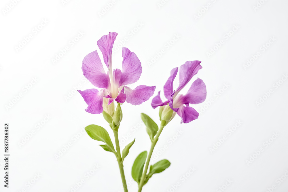 Closeup of Pink Flowers on a White Background Closeup of Pink Flowers on a White Background