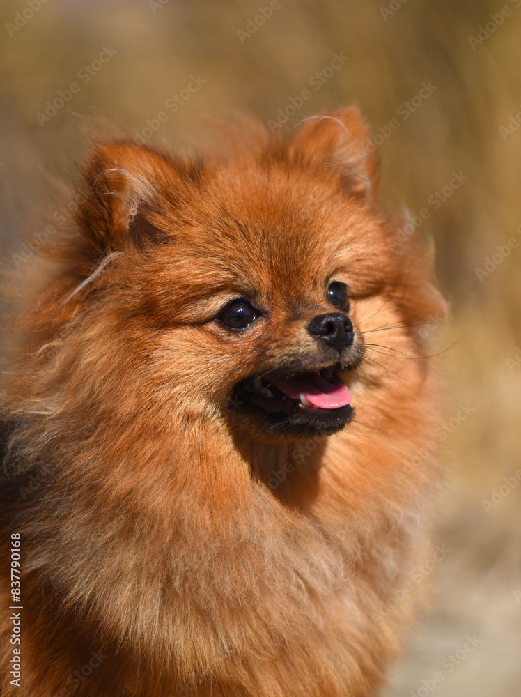 puppy pomeranian on the beach puppy pomeranian on the beach
