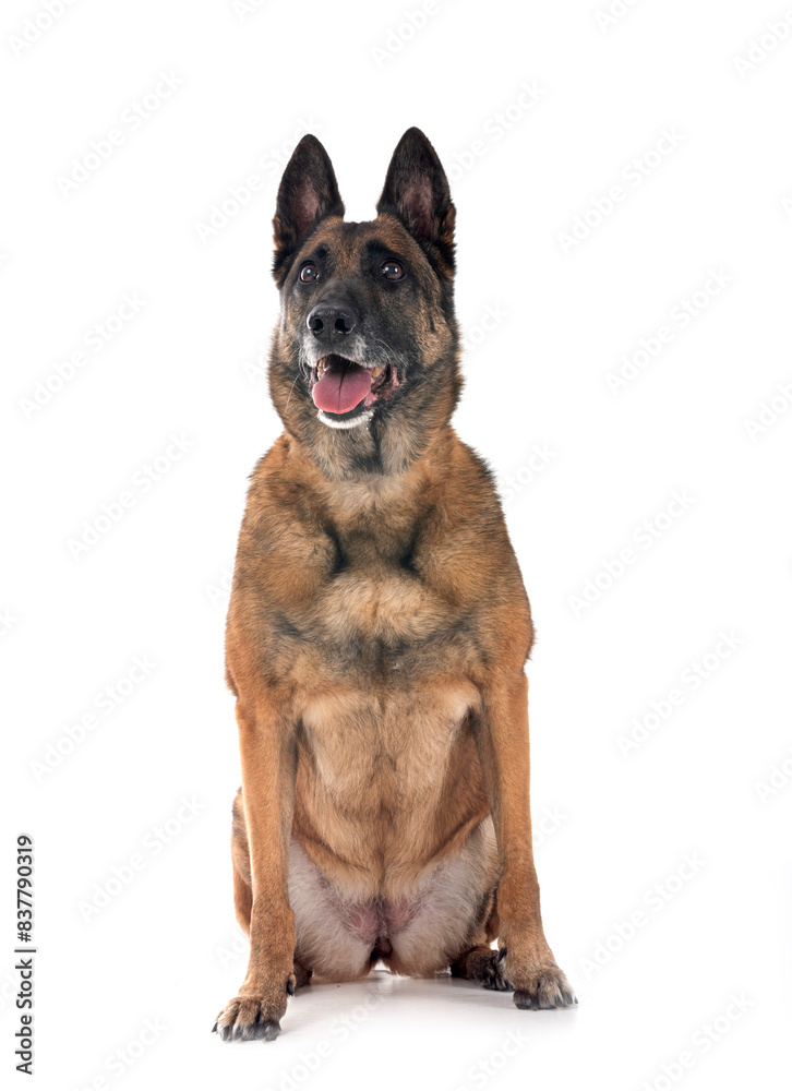 malinois in studio