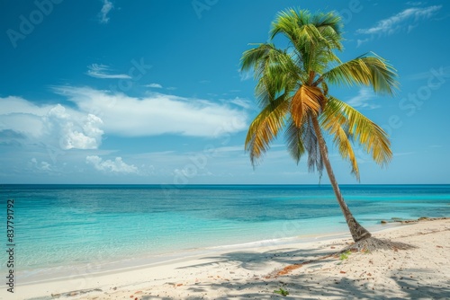 Palm tree  beach  ocean