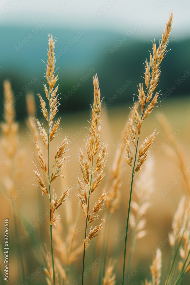 Obraz premium close shot of a spike of wheat with long tendrils in the foreground, wheat field