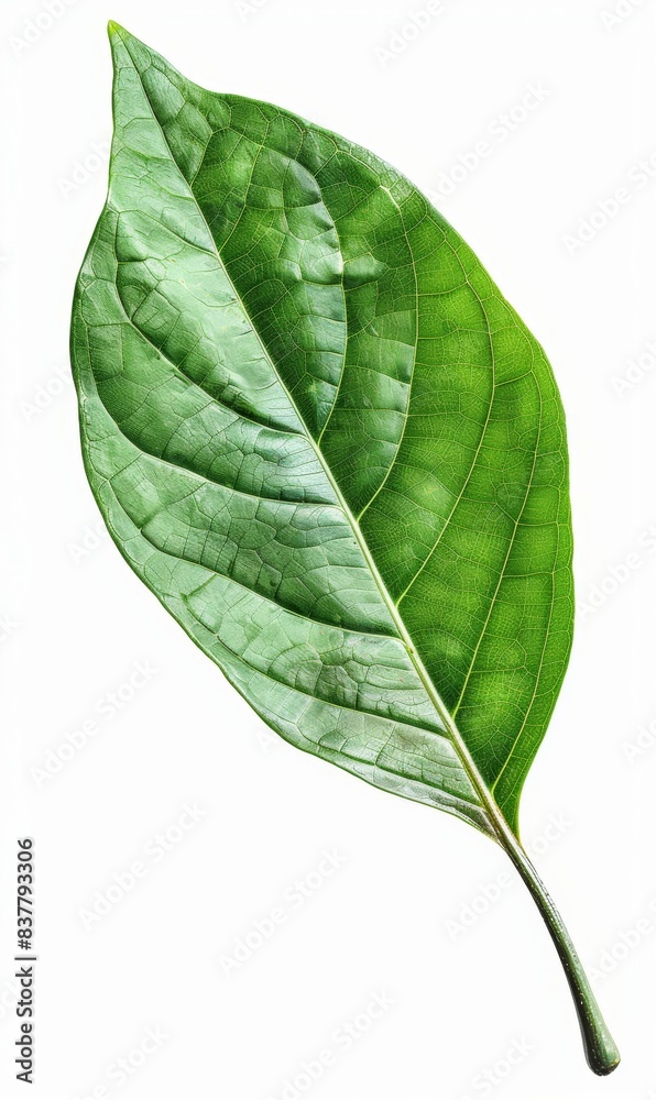 Obraz premium a single green leaf isolated on a white background