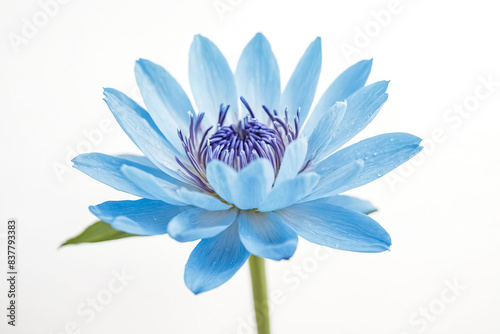 Close-up of a Blue Water Lily Flower with White Background