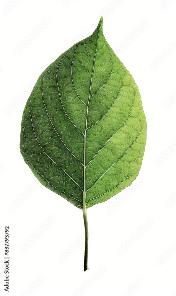 Fototapeta premium a single green leaf isolated on a white background