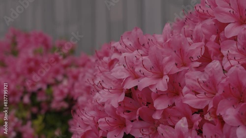 The azaleas that are common in Japanese cities and the sound of car engines represent the atmosphere of Japanese cities.日本の都市によく見られるツツジや車のエンジン音は、日本の都市の雰囲気を表しています。 photo