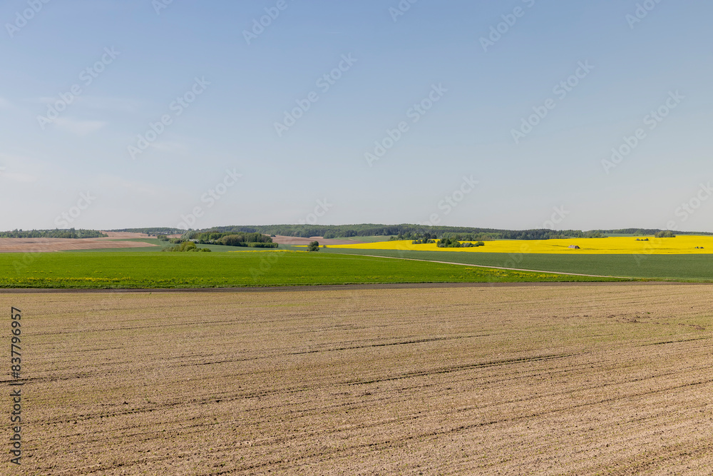 Obraz premium a plowed field and a field with green grass and yellow flowering rapeseed