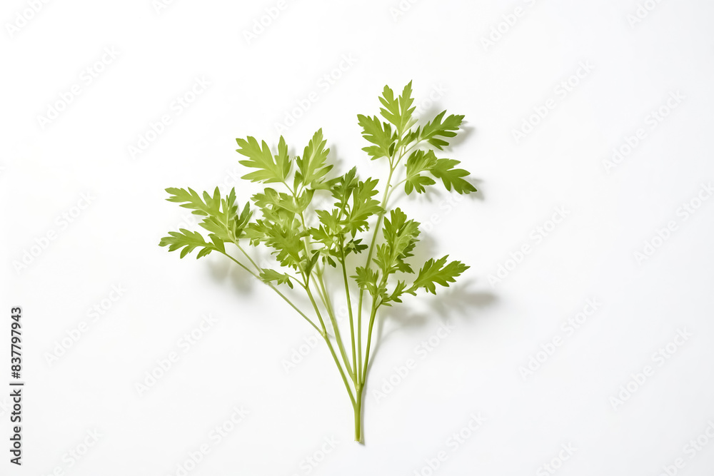 Sprig of Parsley on White Background Sprig of Parsley on White Background