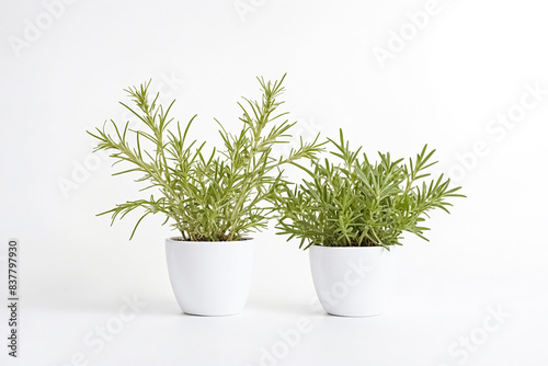 Two potted rosemary plants on white background