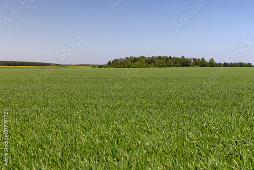 monoculture field with wheat closeup in sunny weather