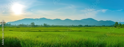 Sunrise Over Vibrant Green Rice Paddy Fields