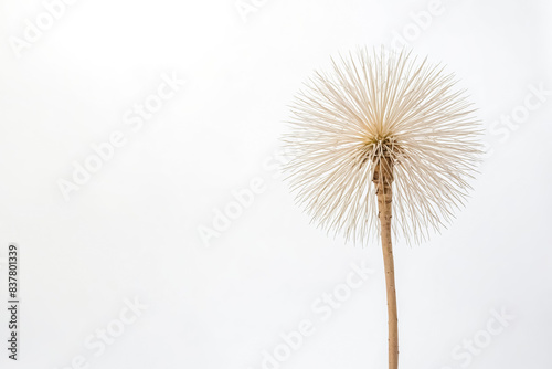 Single Delicate Flower Against a White Background